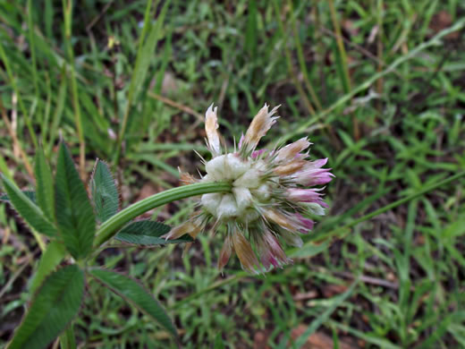 sepals or bracts of Trifolium vesiculosum, Arrowleaf Clover
