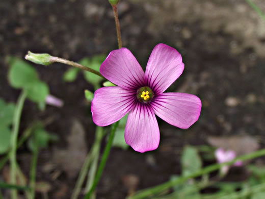 image of Oxalis articulata, Windowbox Wood-sorrel