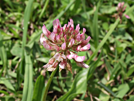flower of Trifolium hybridum, Alsike Clover