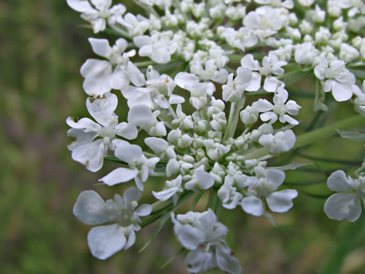 image of Daucus carota ssp. carota, Queen Anne's Lace, Wild Carrot, Bird's Nest