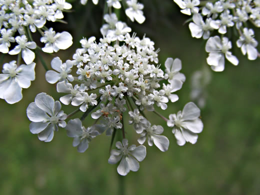 image of Daucus carota ssp. carota, Queen Anne's Lace, Wild Carrot, Bird's Nest