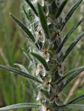 image of Plantago aristata, Bracted Plantain, Large-bracted Plantain, Buckhorn Plantain