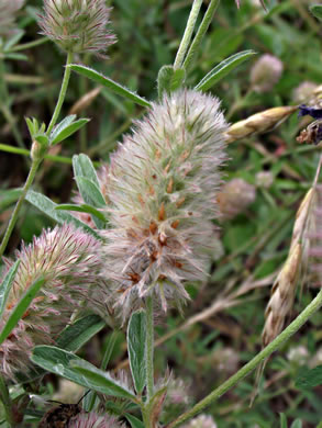 flower of Trifolium arvense, Rabbitfoot Clover