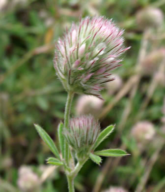 sepals or bracts of Trifolium arvense, Rabbitfoot Clover
