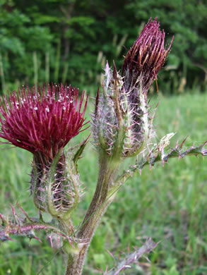 image of Cirsium horridulum var. horridulum, Common Yellow Thistle, Purple Thistle, Bristle Thistle, Horrid Thistle