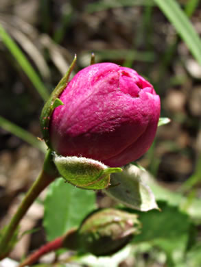 sepals or bracts of Rosa luciae, Memorial Rose, Dorothy Perkins Rose, Lucie Rose