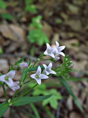 image of Houstonia longifolia var. compacta, Eastern Longleaf Bluet