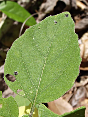 leaf or frond of Physalis virginiana, Virginia Ground-cherry