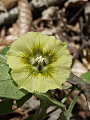 image of Physalis virginiana, Virginia Ground-cherry