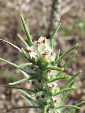 image of Plantago aristata, Bracted Plantain, Large-bracted Plantain, Buckhorn Plantain