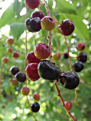 image of Prunus serotina var. serotina, Black Cherry, Eastern Wild Black Cherry, Bird Cherry