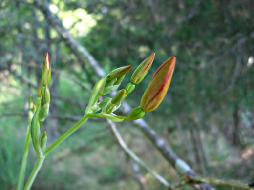 image of Iris domestica, Blackberry-lily, Leopard-lily