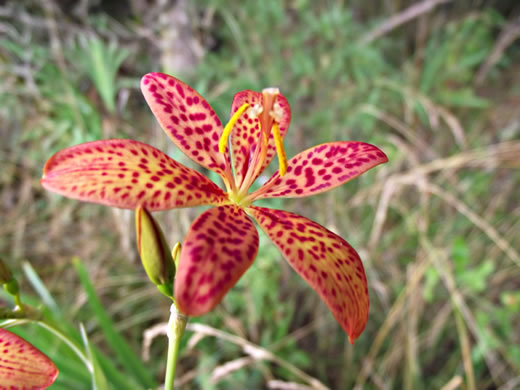 image of Iris domestica, Blackberry-lily, Leopard-lily