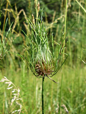 image of Allium vineale, Field Garlic, Wild Onion, Crow Garlic, Onion Grass