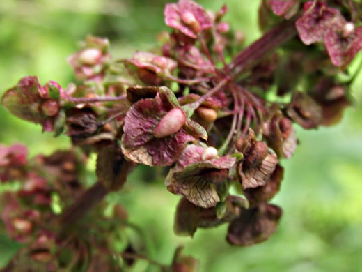 image of Rumex crispus ssp. crispus, Curly Dock, Yellow Dock