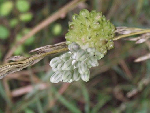 image of Allium vineale, Field Garlic, Wild Onion, Onion-grass, Crow Garlic