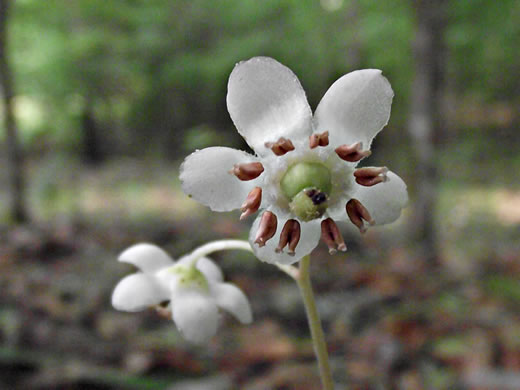 Pipsissewa