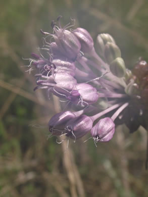 image of Allium vineale, Field Garlic, Wild Onion, Onion-grass, Crow Garlic