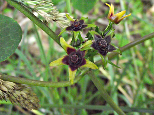 image of Gonolobus suberosus var. suberosus, Eastern Anglepod