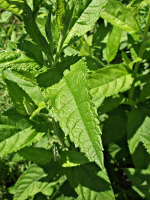 leaf or frond of Teucrium canadense +, American Germander, Wood Sage