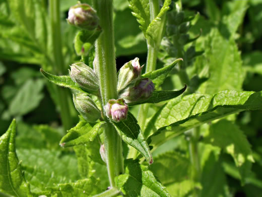 image of Teucrium canadense var. canadense, American Germander, Wood Sage, Common Germander