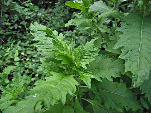 image of Dysphania ambrosioides, Mexican-tea, Epazote