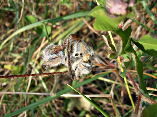 image of Trifolium pratense, Red Clover