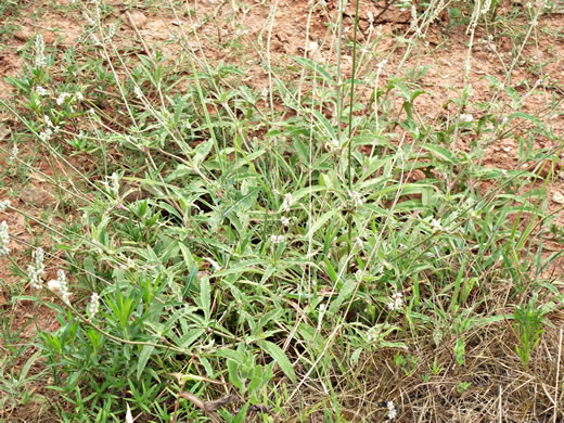 image of Froelichia gracilis, Slender Cottonweed