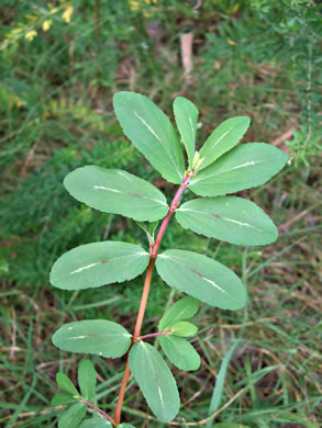 image of Euphorbia nutans, Eyebane, Upright Spotted Spurge, Nodding Spurge