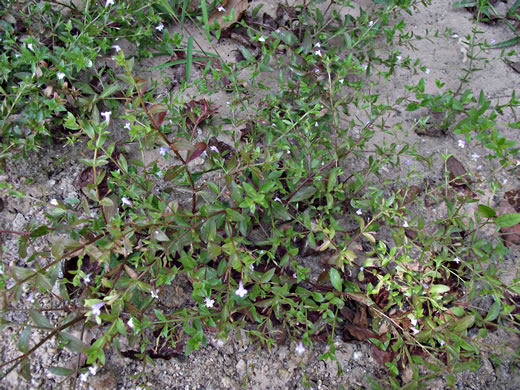 image of Lindernia dubia var. dubia, Yellowseed False Pimpernel