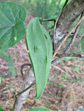 image of Gonolobus suberosus var. suberosus, Eastern Anglepod