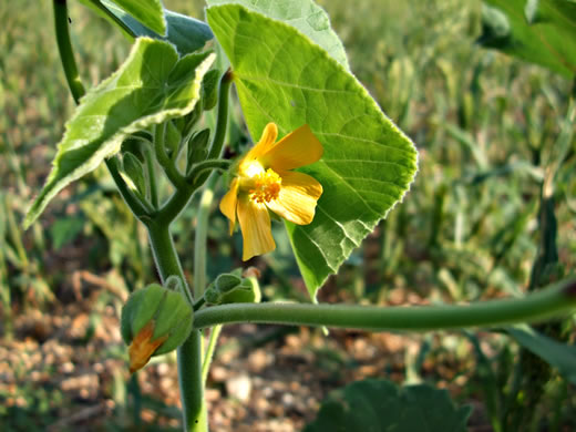 image of Abutilon theophrasti, Velvetleaf, Indian Mallow, Butterprint