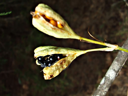 image of Iris domestica, Blackberry-lily, Leopard-lily