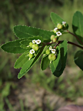 image of Euphorbia nutans, Eyebane, Upright Spotted Spurge, Nodding Spurge