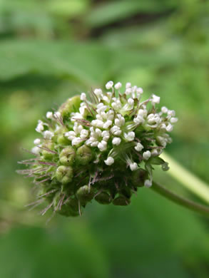 image of Fatoua villosa, Mulberry-weed, Crabweed, Foolish-weed