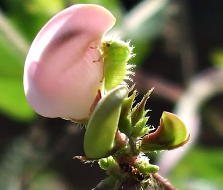 image of Strophostyles helvola, Annual Sand Bean, Beach Pea, Trailing Wild Bean, Trailing Fuzzy-Bean