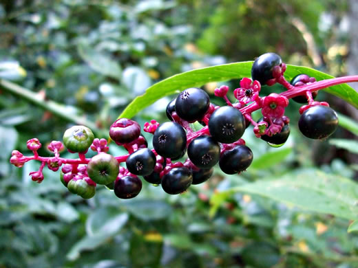 image of Phytolacca americana, Common Pokeweed, Poke