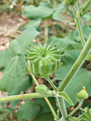 image of Abutilon theophrasti, Velvetleaf, Indian Mallow, Butterprint