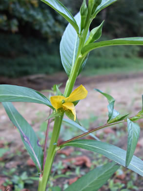 image of Ludwigia decurrens, Wingstem Water-primrose, Wingleaf Primrose-willow