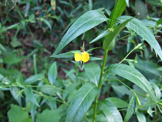 image of Ludwigia decurrens, Wingstem Water-primrose, Wingleaf Primrose-willow