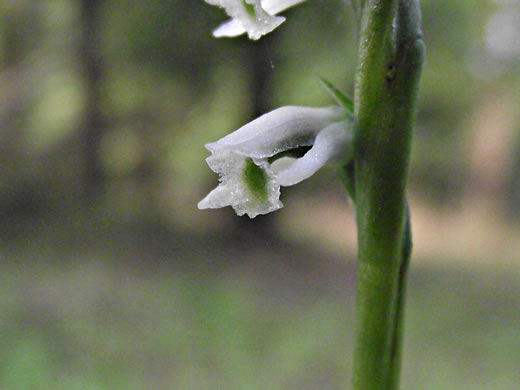 image of Spiranthes lacera var. gracilis, Southern Slender Ladies'-tresses