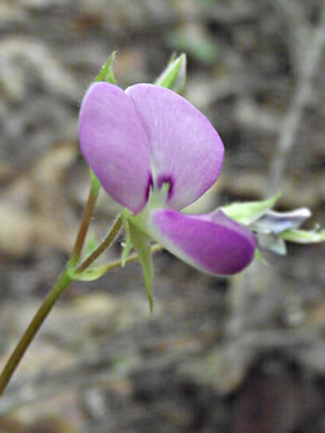 image of Desmodium rotundifolium, Roundleaf Tick-trefoil, Dollarleaf, Prostrate Tick-trefoil, Sessileleaf Tick-trefoil