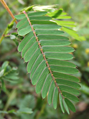 leaf or frond of Chamaecrista nictitans var. nictitans, Sensitive Partridge-pea, Common Sensitive-plant