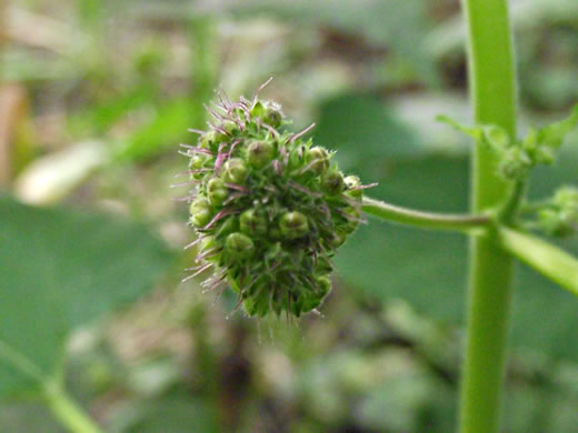 image of Fatoua villosa, Mulberry-weed, Crabweed, Foolish-weed