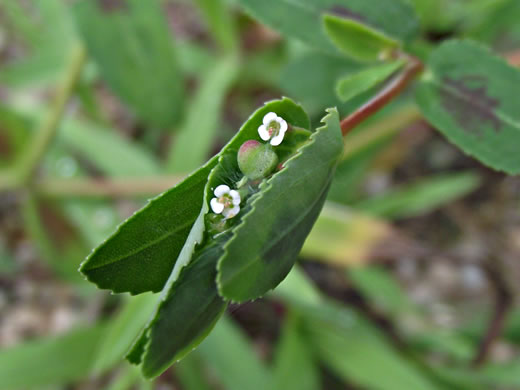 image of Euphorbia nutans, Eyebane, Nodding Spurge