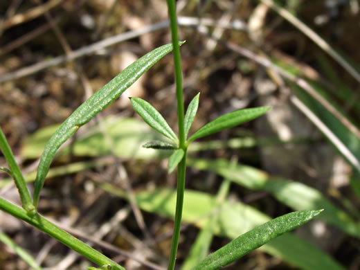 image of Polygala verticillata +, Whorled Milkwort