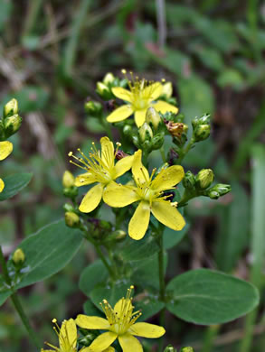 image of Hypericum punctatum, Spotted St. Johnswort