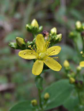 image of Hypericum punctatum, Spotted St. Johnswort