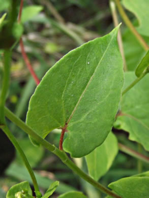 image of Fallopia cristata, Crested Climbing Buckwheat, Climbing False Buckwheat