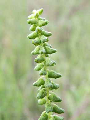 image of Ambrosia artemisiifolia, Annual Ragweed, Common Ragweed